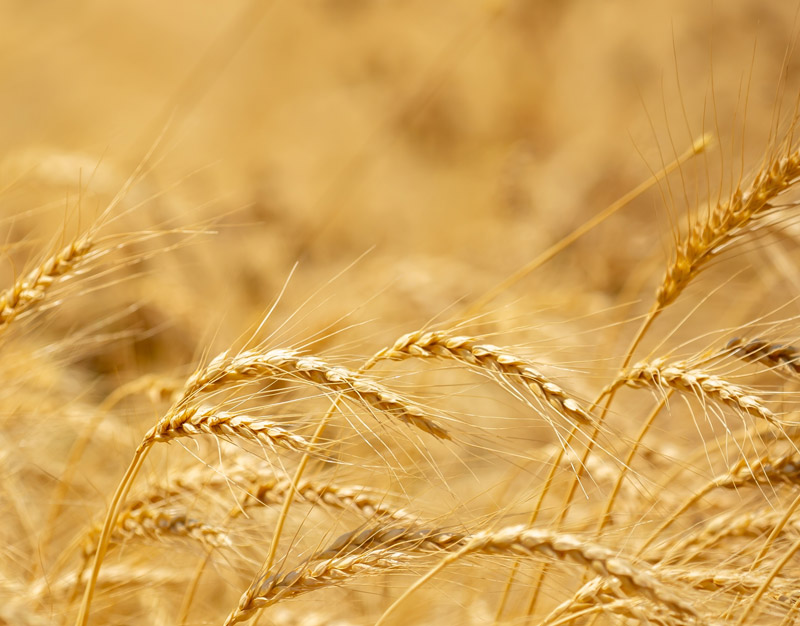 Weizen im Honig Salz Brot